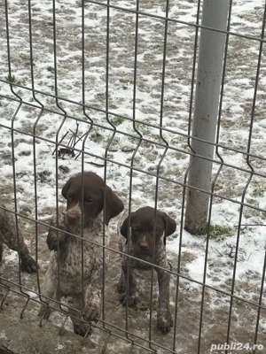 Căței Brac German cu Păr Scurt   Disponibili pentru Noi Familii Iubitoare - imagine 3