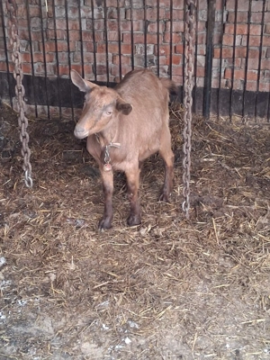 Vand 2 caprite gestante 