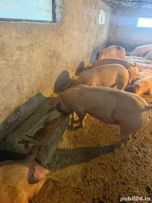 porci 100-170 kg  - imagine 2