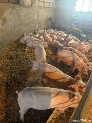 purcei 25-70kg - imagine 2