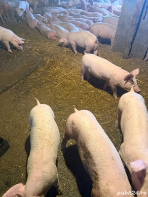 purcei 25-70kg - imagine 4