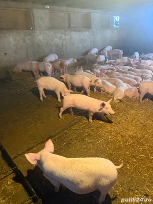 purcei 25-70kg - imagine 3