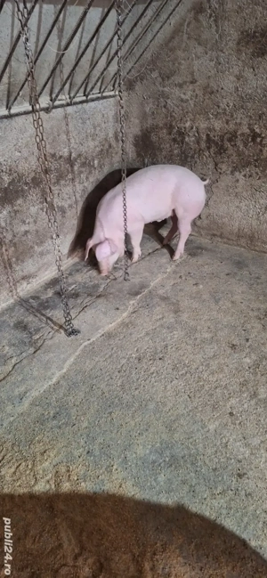 Purceii grasuni - imagine 2