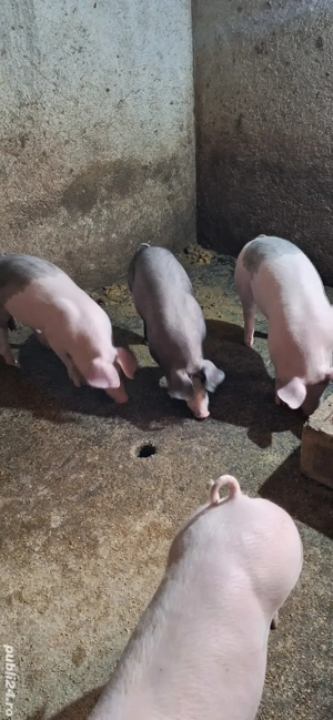 Purceii grasuni - imagine 3