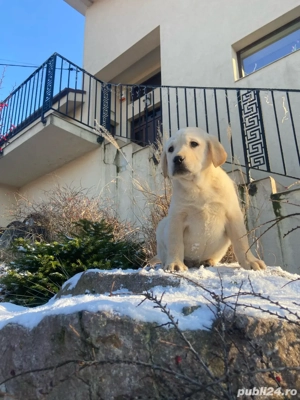 Catei labrador cu pedigree - imagine 3