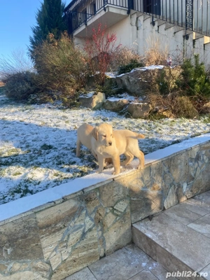 Catei labrador cu pedigree - imagine 5