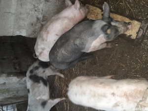 Porci de vânzare  - imagine 2