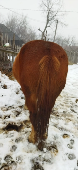 vând cal - imagine 2