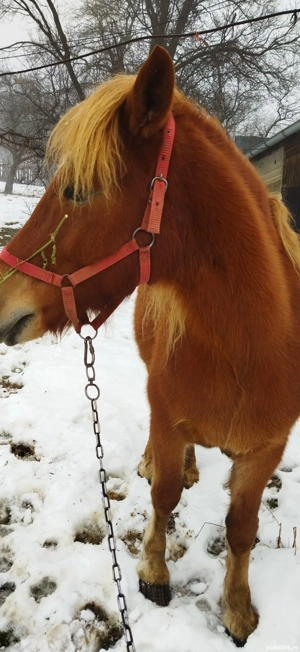 vând cal - imagine 5