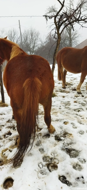 vând cal - imagine 4