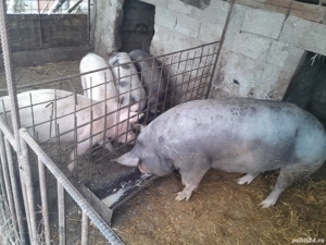 Porci de vânzare  - imagine 4