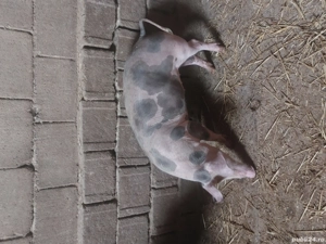 Vând 2 Scrofițe Pietrean la 55 și 65 kg