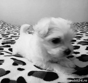 Vand bishon miny toy 6 saptamani 