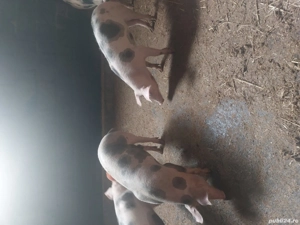 Vând 2 Scrofițe Pietrean la 55 și 65 kg - imagine 2