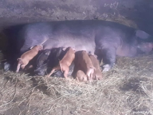 Prenotari purcei - imagine 2