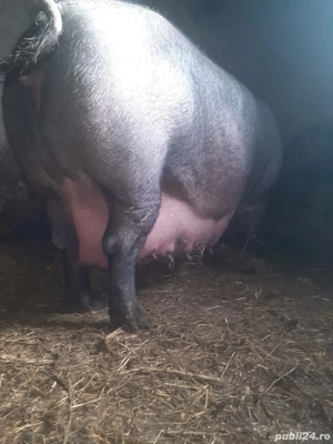 Prenotari purcei - imagine 3