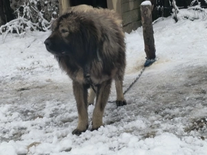 Vând pereche Ciobanesc 