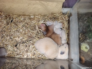 Disponibili puiuți de hamsteri sirieni  - imagine 2