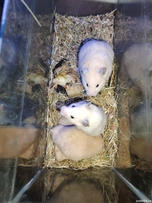 Disponibili puiuți de hamsteri sirieni  - imagine 3
