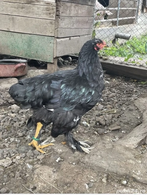 brahma bobat  - imagine 3