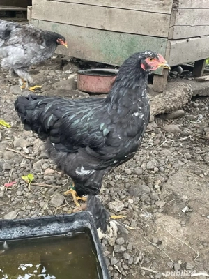 brahma bobat  - imagine 4