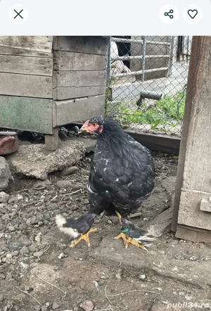 brahma bobat  - imagine 2