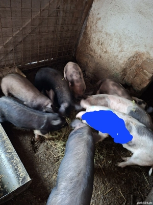 purcei si soldani  - imagine 3