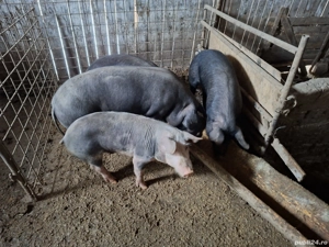 purcei si soldani  - imagine 2