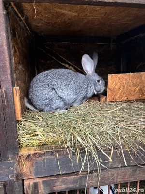 urias german - imagine 3