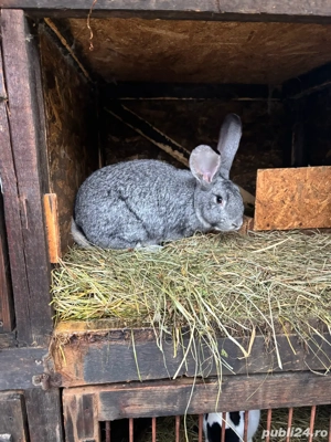 urias german - imagine 2