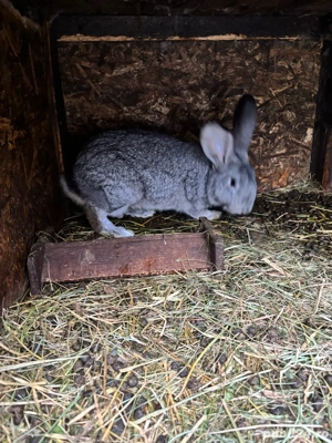 urias german - imagine 4