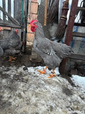 cocos plymouth  - imagine 4