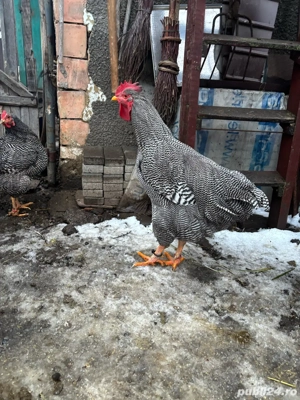 cocos plymouth  - imagine 2