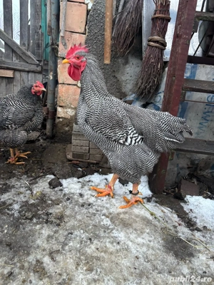 cocos plymouth  - imagine 3