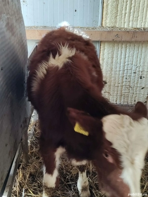 Vand taur de aproape 5 luni - imagine 2