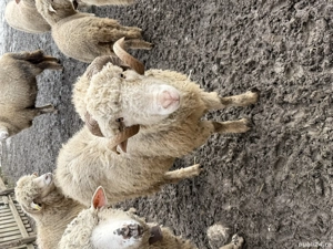 Berbec mior de prasila