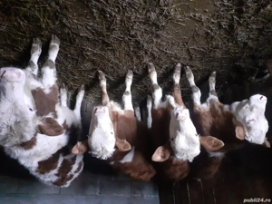 vând vitele baltate  - imagine 2