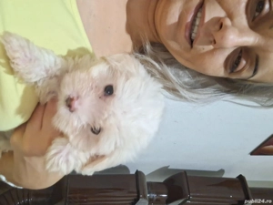 Bishon maltez,rasă mică 