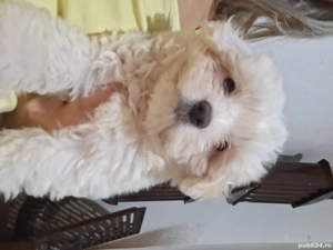 Bishon maltez,rasă mică  - imagine 3