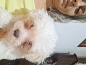 Bishon maltez,rasă mică  - imagine 2