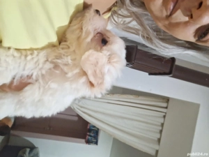 Bishon maltez,rasă mică  - imagine 4