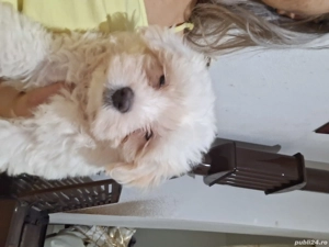 Bishon maltez,rasă mică  - imagine 5