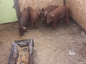 5 grasuni duroc 4 mascuri si o purceluta 