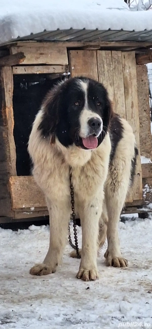 Mascul Ciobanesc de Bucovina! - imagine 2