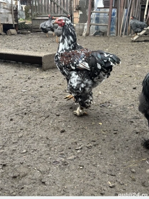 brahma portelan - imagine 2