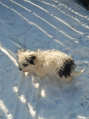 Căței bisoni - imagine 2