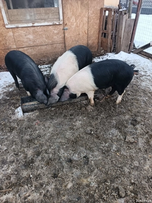 vand porci de la 80 la 130 de kg 