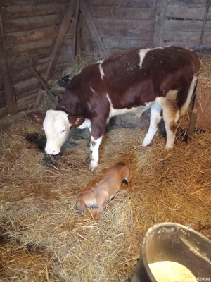 Vând tăuraș de trei luni jumate 