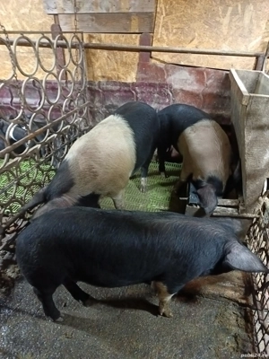 vand porci de la 80 la 130 de kg  - imagine 2