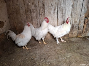 Vand cocoși pitici - imagine 2